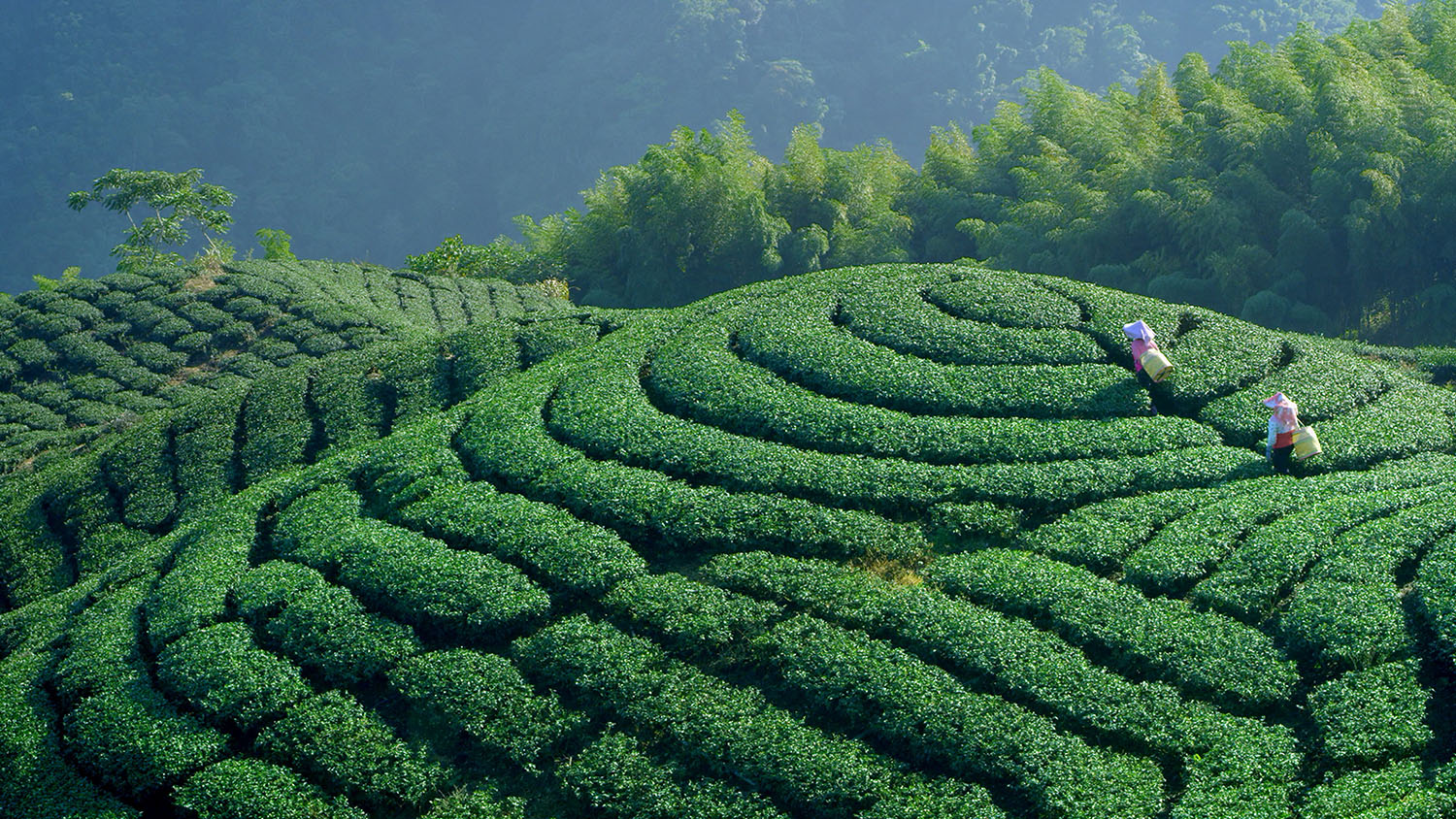 284be666da68a953a6a9f4399a266a64